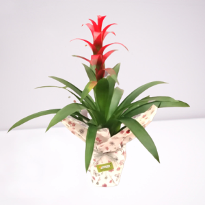 guzmania