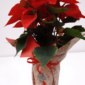 poinsettia roja