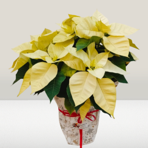 poinsettia amarilla