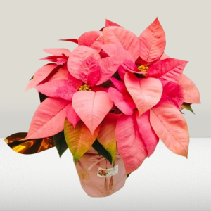 poinsettia salmón