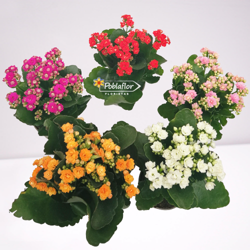 Kalanchoe